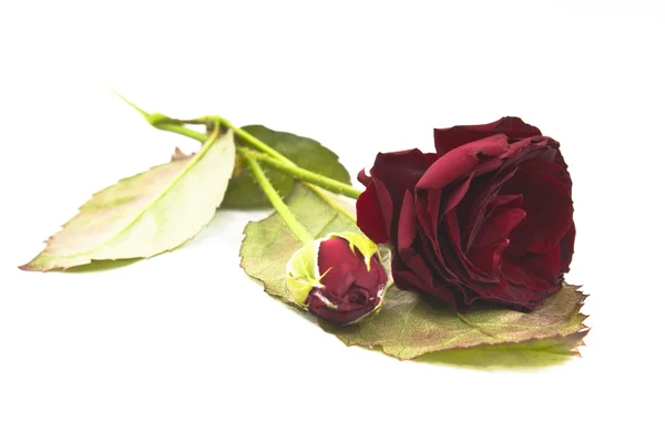Single red rose isolated — Stock Photo, Image