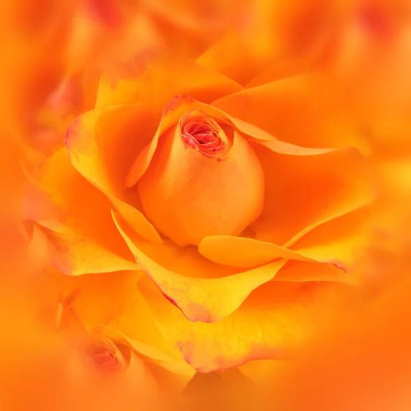 Close-up de rosa amarela e laranja — Fotografia de Stock