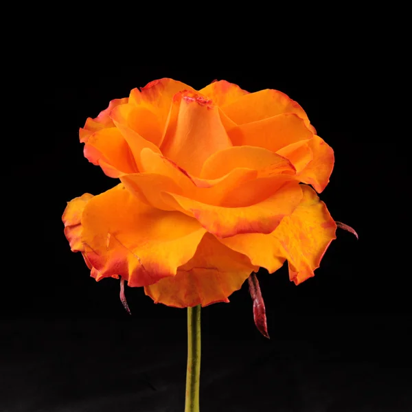 Tratamento de beleza laranja rosa — Fotografia de Stock