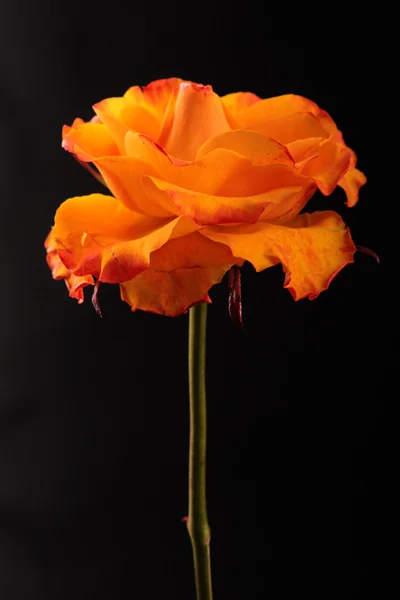 Uroda leczenie pomarańczowy rose — Zdjęcie stockowe