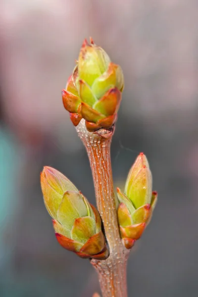 stock image Close up bud of tree