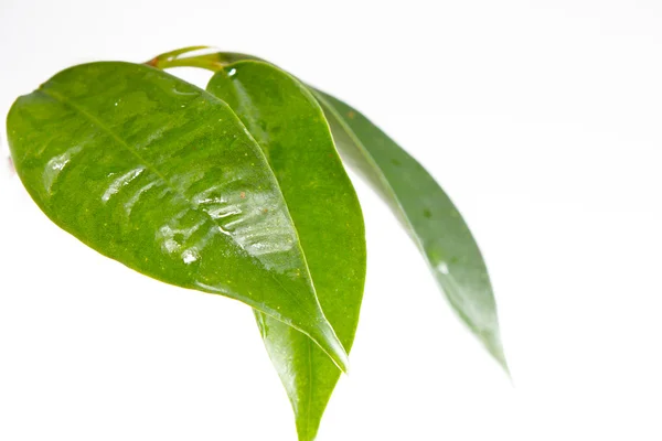 신선한 녹색 무화과나무 잎 — 스톡 사진
