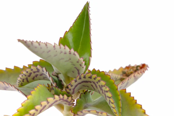 Primo piano del cactus verde — Foto Stock