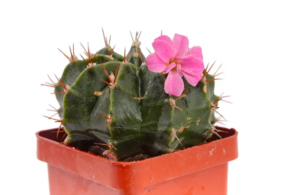 stock image Green cactus closeup