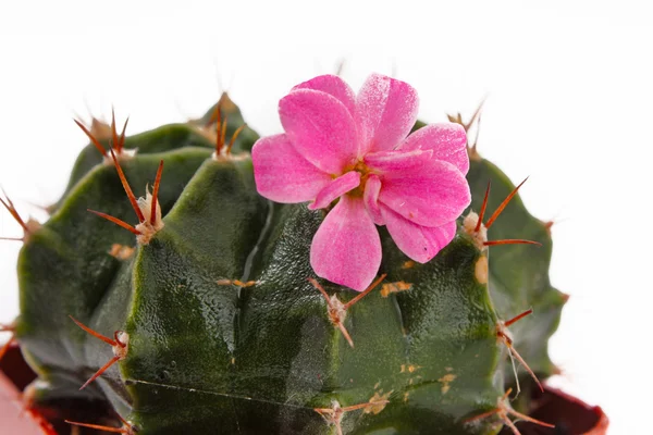 stock image Green cactus closeup