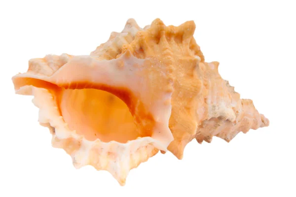 Seashell ізольовані — стокове фото