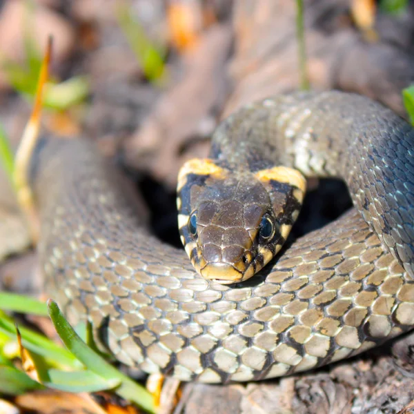 Ot yılanı — Stok fotoğraf