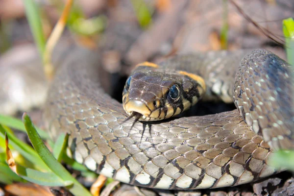 Grass Snake — Stock Photo, Image