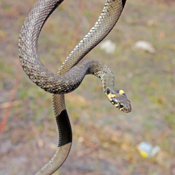 Ot yılanı — Stok fotoğraf