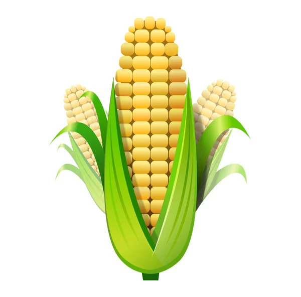 stock image Corn isolated
