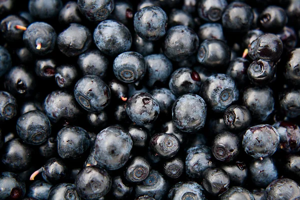 Bilberries whortleberries (Vaccínium myrtíllus)