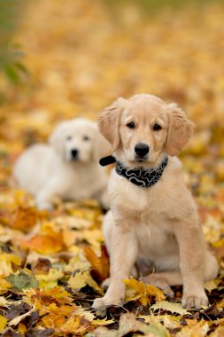 Portrait dog - golden retriever clipart