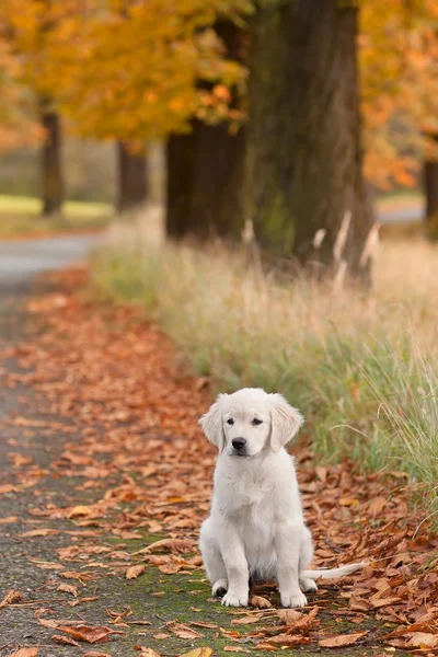 Πορτραίτο σκύλου - golden retriever — Φωτογραφία Αρχείου