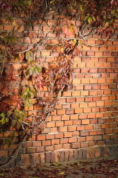 stock image Brick wall