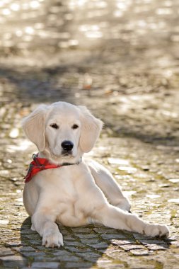 Portrait dog - golden retriever clipart