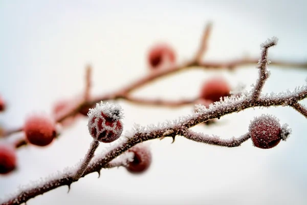 Yaban gülü detayını kış — Stok fotoğraf