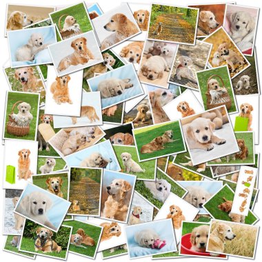 Dog collage clipart