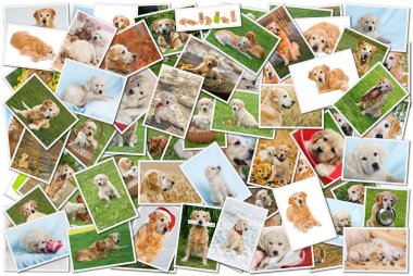 Dog collage clipart