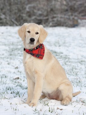 Golden Retriever Yavrusu