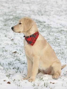 Golden Retriever Yavrusu