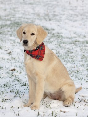 Golden Retriever Yavrusu