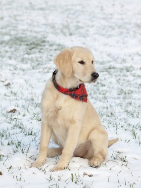 Golden Retriever Yavrusu