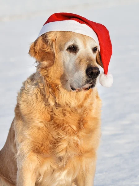 Hond - gouden retriever als santa klaus — Stockfoto