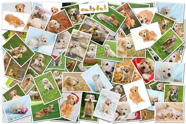 Hund collage — Stockfoto