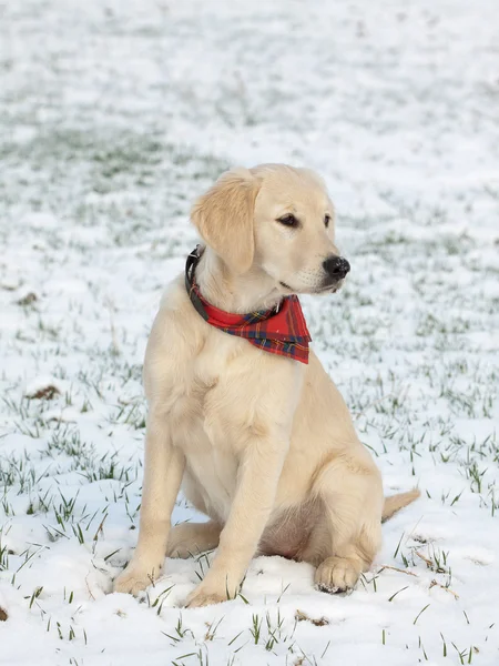 Golden Retriever Yavrusu