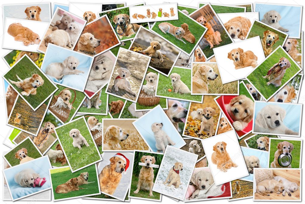 Dog collage