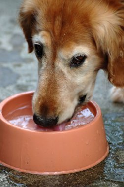 Drinking Dog clipart