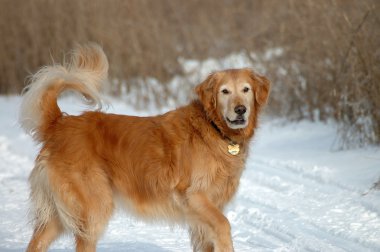 Golden Retriever