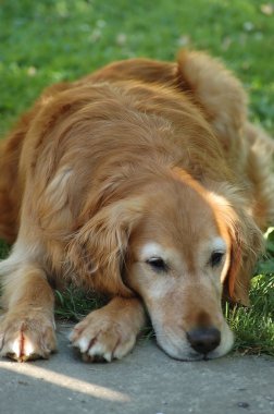 Golden Retriever