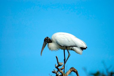 Wood Stork clipart