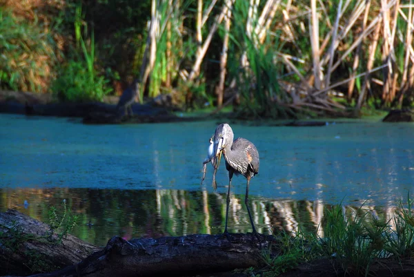 Great blue heron zjada żabę — Zdjęcie stockowe