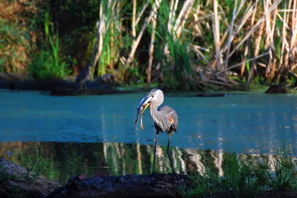 Great blue heron zjada żabę — Zdjęcie stockowe