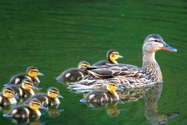 yeşilbaş ördek ailesi