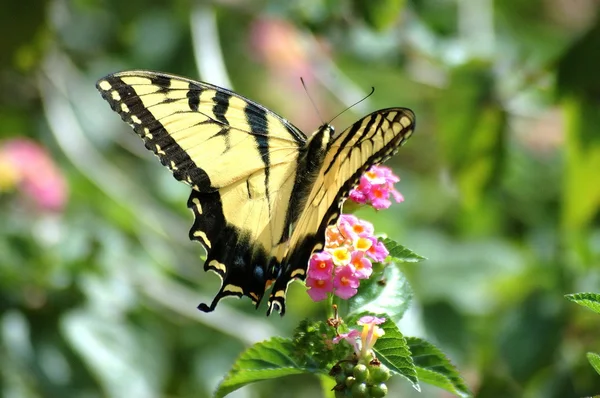 Farfalla coda forcuta gialla — Foto Stock