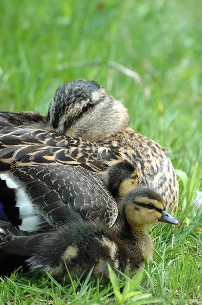 Mallard Duck Family — Stock Photo, Image