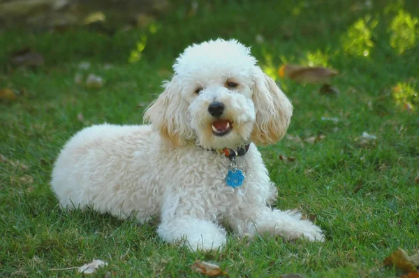 Oyuncak fino köpeği — Stok fotoğraf