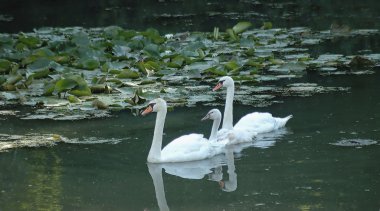 Mute swan aile