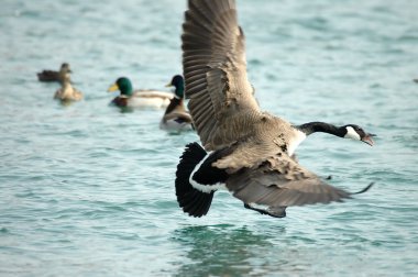 Canada Goose In Flight clipart