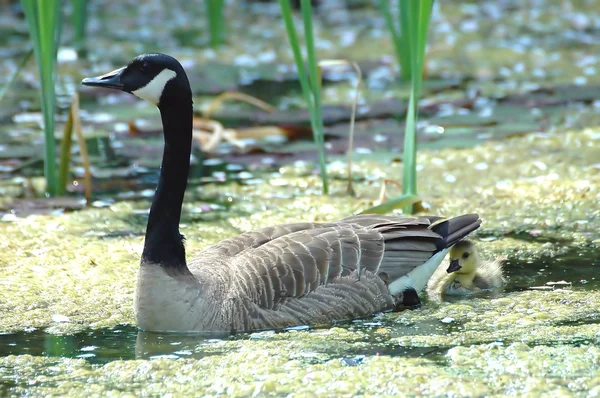 Mother Goose and Goslings — Stock Photo, Image