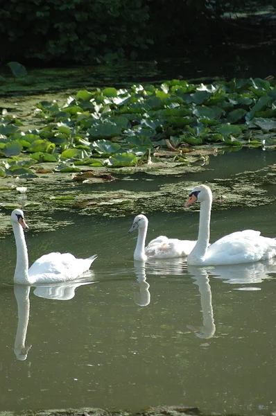Mute Swan Family — Stock Photo, Image