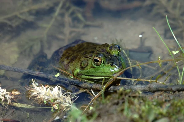 Common Frog — Stock Photo, Image