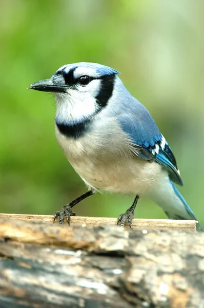 Blue jay vogel — Stockfoto