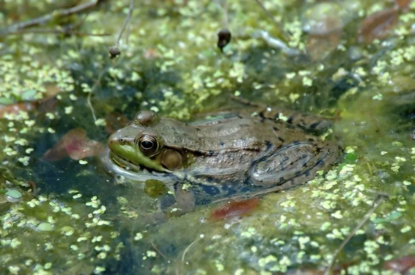 일반적인 개구리 — 스톡 사진