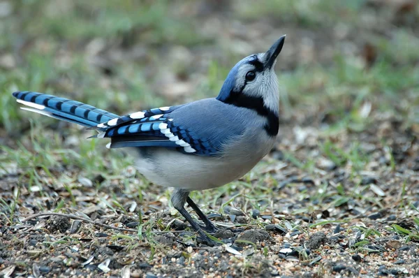 Блакитна Сойка птах — стокове фото