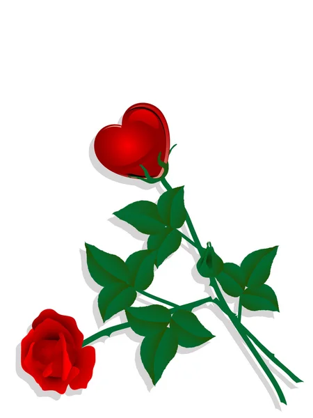 Deux Roses Sur Fond Blanc — Image vectorielle