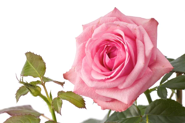 Ροζ Τριαντάφυλλο Στέλεχος Πράσινα Φύλλα — Φωτογραφία Αρχείου